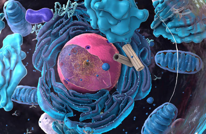 Las mitocondrias son orgánulos esenciales para el funcionamiento de las células