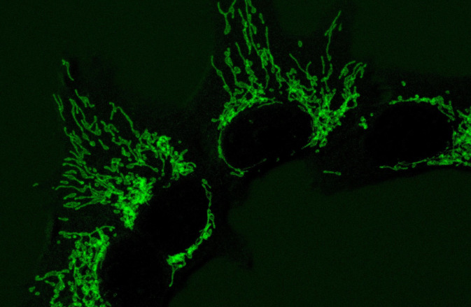 Enzimas de levaduras recuperan funciones en las mitocondrias