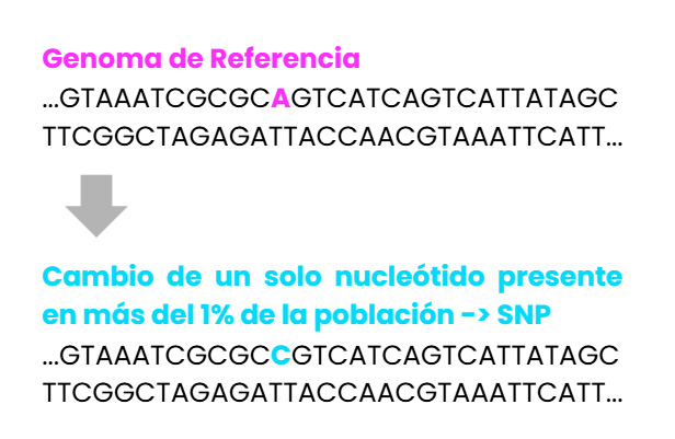 que-es-un-snp