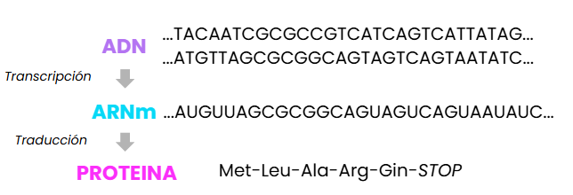 SNP-transcripcion-traduccion-proteinas