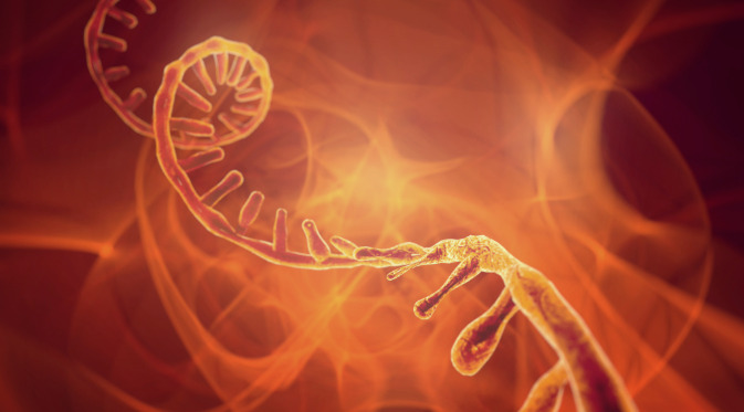 ARN mensajero del parásito de la malaria influyen en la propagación de la enfermedad.