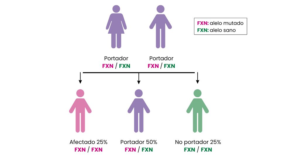 Enfermedad de ataxia de Friedreich con patron de herencia autosomica recesiva 