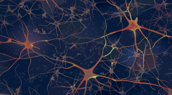 La terapia celular combinada con cirugía prenatal revierte anomalías cerebrales relacionadas con espina bífida