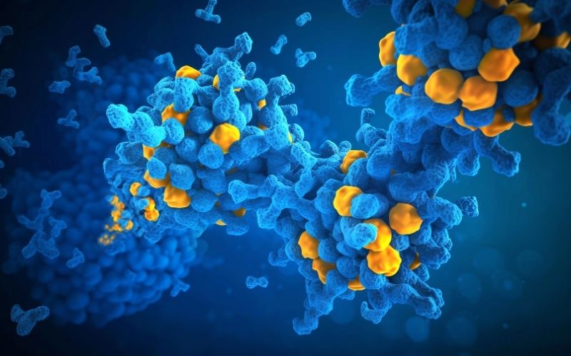 Las proteínas desordenadas intervienen en diferentes enfermedades. 