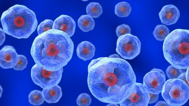 Por el contrario, las células tumorales desarrollan mecanismos para activar o reproducir la actividad de la telomerasa. Imagen: Canva. 