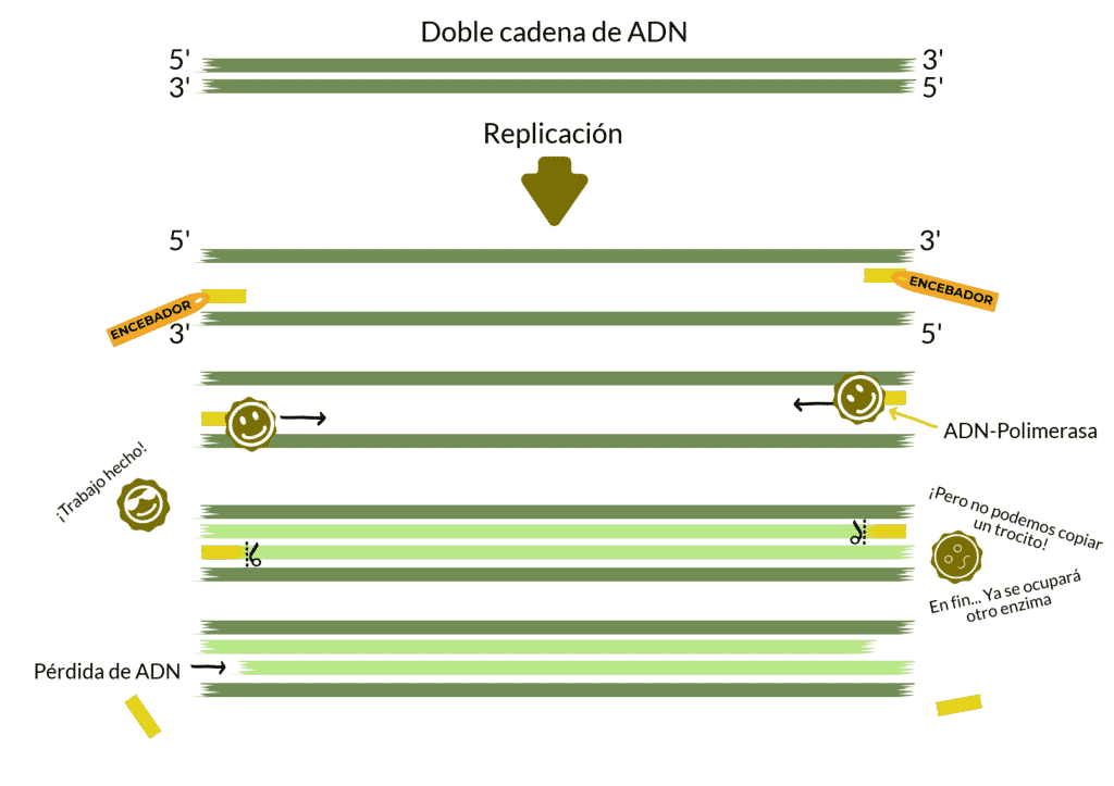 En cada replicación del ADN los telómeros se van acortando.