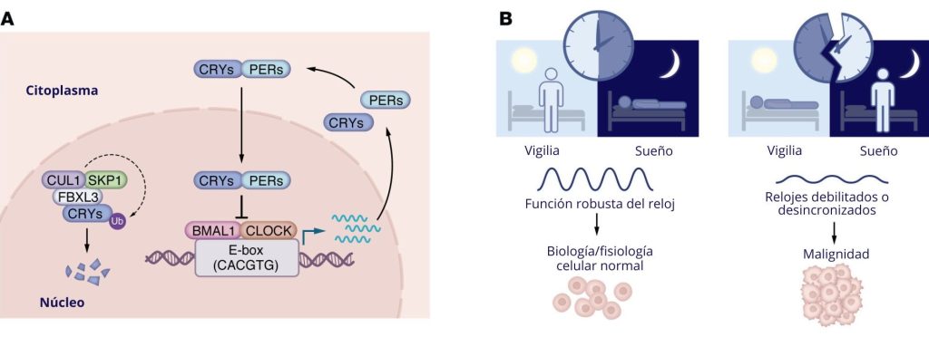 Figura 1. El reloj molecular regula los ritmos fisiológicos e influye en el riesgo de cáncer. (A) Bucle de retroalimentación fundamental de transcripción-traducción que impulsa las oscilaciones diarias en la expresión génica. BMAL1-CLOCK activa la expresión de los genes controlados por el reloj (CCG) mediante la unión a secuencias E-box en la cromatina. Los CCG incluyen CRY y PER, que reprimen la actividad de BMAL1-CLOCK. Los CRY son reclutados al complejo SCF-FBXL3, lo que da lugar al recambio necesario para la reactivación oportuna de la actividad de BMAL1-CLOCK. (B) La desalineación con las señales ambientales (derecha) aumenta la susceptibilidad a varios tipos de neoplasias malignas. 