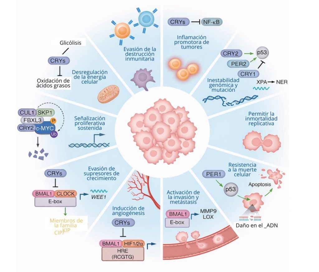 Figura 2. Regulación circadiana de las características distintivas del cáncer, importante para el desarrollo de cronoterapia.