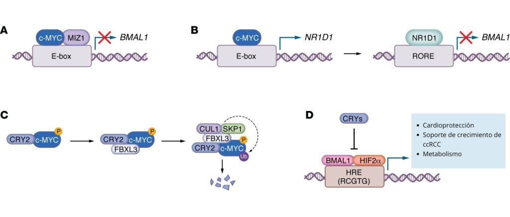 MYC y el reloj circadiano. 