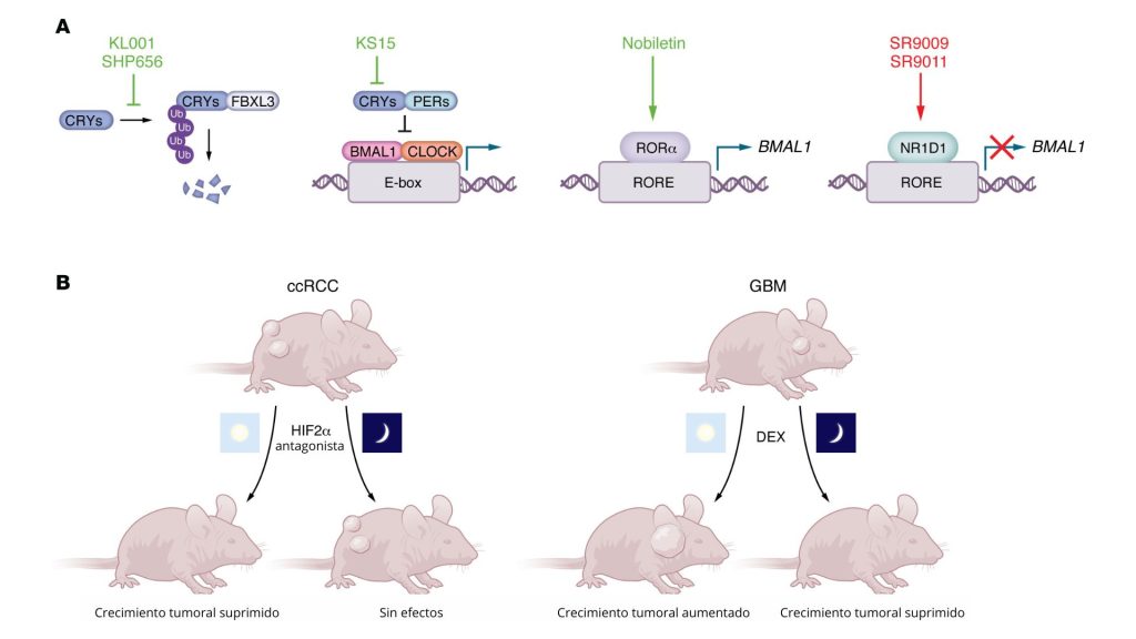 Estrategias de cronoterapia en el cáncer.