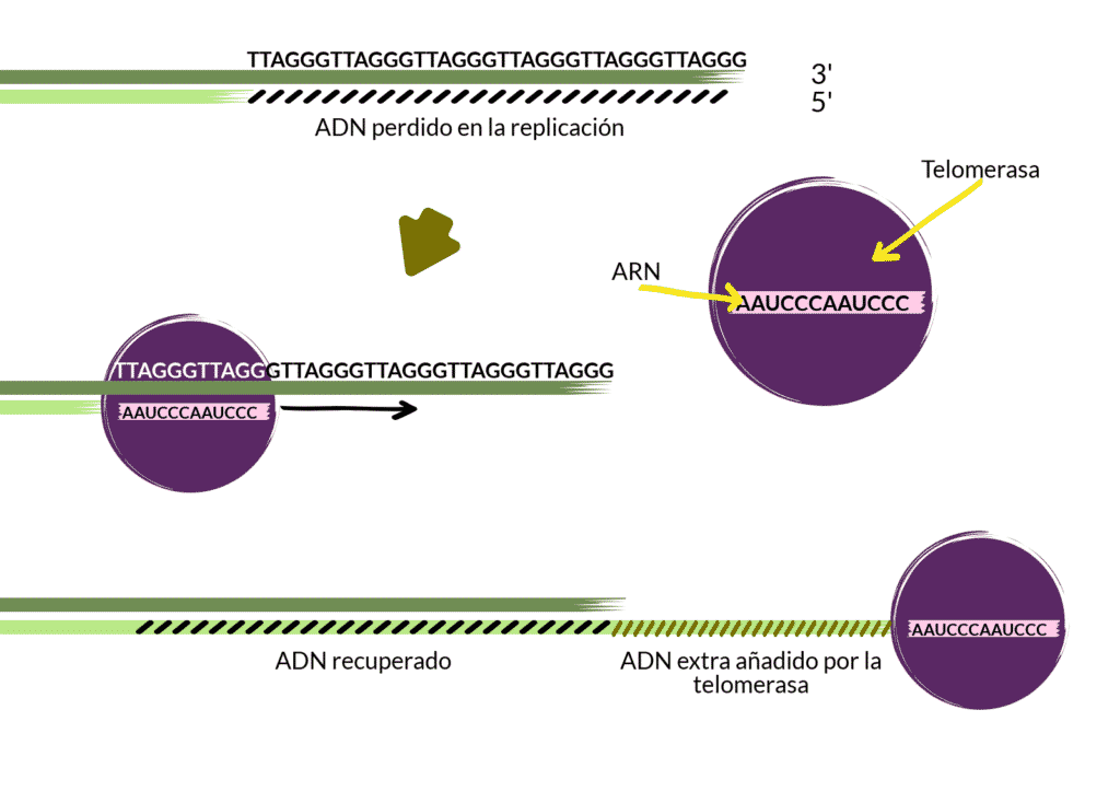 La enzima telomerasa actúa alargando los telómeros.