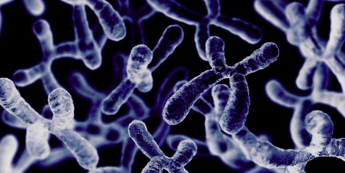 Los telómeros son estructuras localizadas en los extremos de los cromosomas