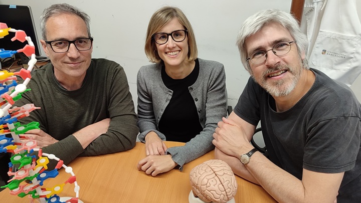 De izquierda a derecha, los expertos Bru Cormand, Marina Mitjans y Ferran Casals, cuya investigación amplía las bases genéticas de la encefalopatía SYNGAP1 asociada a epilepsia y autismo.