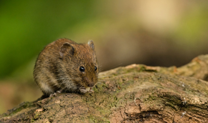 Los hantavirus se mantienen en animales reservorio, principalmente roedores.