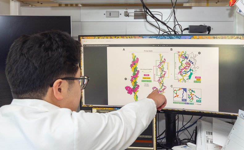 Kenneth Loi muestra cómo el ARN VIPR (en rosa) se enrosca alrededor de la doble hélice del ADN (amarillo y verde) para formar una estructura triplex única. (Foto: Glenn Ramit).