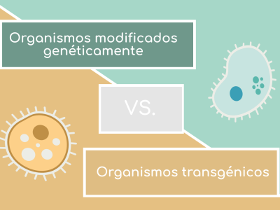 Dos bacterias cartoon con texto "Organismos modificados genéticamente vs Organismos transgénicos"