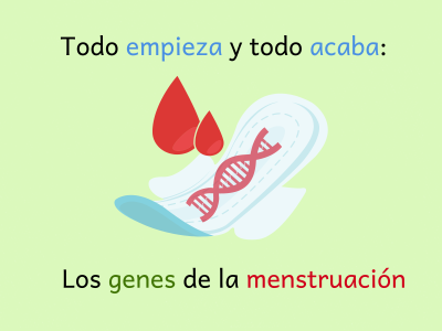 menstruación