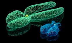 El cromosoma X, en verde, es mucho más grande que el cromosoma Y, en azul. También tiene muchos más genes.