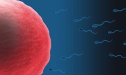 MicroARNs en el esperma de  ratones con estrés crónico, reducen las reservas maternas de ciertos ARN mensajeros, influyendo en su expresión. Imagen: Zappys Technology Solutions (CC BY 2.0, https://creativecommons.org/licenses/by/2.0/).
