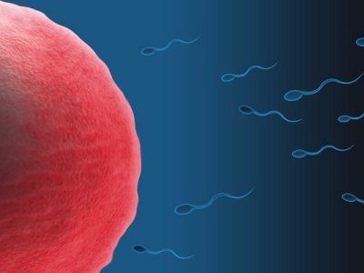 MicroARNs en el esperma de  ratones con estrés crónico, reducen las reservas maternas de ciertos ARN mensajeros, influyendo en su expresión. Imagen: Zappys Technology Solutions (CC BY 2.0, https://creativecommons.org/licenses/by/2.0/).