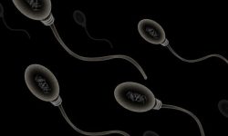 Cuando PTBP2 no está presente en el tejido gonadal, se producen alternaciones en el desarrollo y formación de los espermatozoides. Imagen: Zappys Technology Solutions (CC BY 2.0, https://creativecommons.org/licenses/by/2.0/).