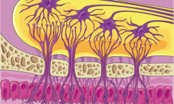 A través del análisis de expresión de células individuales un equipo de investigadores de la Universidad de Miami ha demostrado que se generan nuevas neuronas en el epitelio olfativo humano. Servier Medical Art by Servierhttps://smart.servier.com/ / CC BY (https://creativecommons.org/licenses/by/3.0).