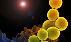 La exposición a los patógenos condiciona la variabilidad del sistema inmune humano. En la imagen, Staphilococcus aureus resistente a meticilina. National Institute of Allergy and Infectious Diseases (NIH).