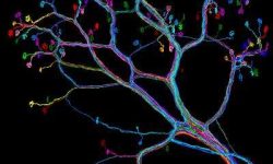 Variantes raras en genes relacionados con la formación de los axones están relacionadas con la sinestesia. Imagen: Ju Lu/Harvard University