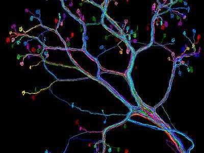 Variantes raras en genes relacionados con la formación de los axones están relacionadas con la sinestesia. Imagen: Ju Lu/Harvard University