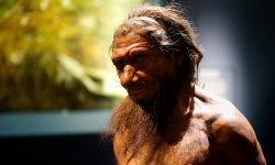 La herencia neandertal está presente en el genoma de poblaciones de origen no africano. Reconstrucción de neandertal en el Museo de Historia Natural de Londres. Imagen: Paul Hudson, CC BY 2.0 (https://creativecommons.org/licenses/by/2.0/).