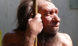 Representación de un neandertal en el Neanderthal Museum (Alemania).
