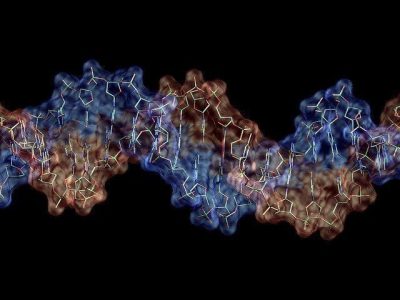 ADN. Imagen: Ynse (https://creativecommons.org/licenses/by/2.0/)