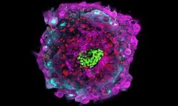 Marcadores moleculares delinean los diferentes tipos celulares en un embrión humano 12 días después de la fecundación. El epiblasto, por ejemplo, se muestra en verde. Imagen: Universidad de Rockefeller.