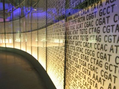Los investigadores analizan el efecto de variantes genéticas que afectan a los niveles de glucemia en el riesgo cardiovascular. Imagen: