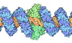 Componentes del sistema TALENs de edición del genoma sobre la cadena de ADN que reconocen de forma específica. Imagen: By David Goodsell (RCSB PDB Molecule of the Month) [CC BY 3.0 (http://creativecommons.org/licenses/by/3.0)].