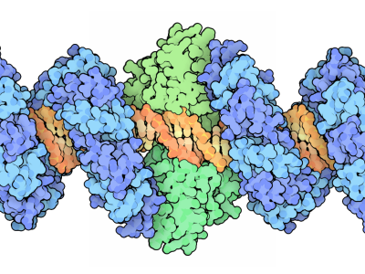 Componentes del sistema TALENs de edición del genoma sobre la cadena de ADN que reconocen de forma específica. Imagen: By David Goodsell (RCSB PDB Molecule of the Month) [CC BY 3.0 (http://creativecommons.org/licenses/by/3.0)].
