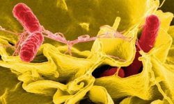 Bacterias Salmonella en el proceso de invadir una célula inmune. Imagen: National Institute of Allergy and Infectious Diseases (NIAID).
