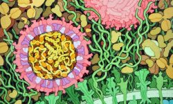 Representación del virus Zika, en corte transversal mostrando su material hereditario en el interior, en amarillo, y la cubierta, en color rosado. Imagen:he RCSB PDB "Molecule of the Month": Inspiring a Molecular View of Biology D.S. Goodsell, S. Dutta, C. Zardecki, M. Voigt, H.M. Berman, S.K. Burley (2015) PLoS Biol 13(5): e1002140. doi: 10.1371/journal.pbio.1002140. May 2016, David Goodsell