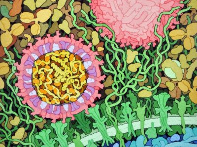 Representación del virus Zika, en corte transversal mostrando su material hereditario en el interior, en amarillo, y la cubierta, en color rosado. Imagen:he RCSB PDB "Molecule of the Month": Inspiring a Molecular View of Biology D.S. Goodsell, S. Dutta, C. Zardecki, M. Voigt, H.M. Berman, S.K. Burley (2015) PLoS Biol 13(5): e1002140. doi: 10.1371/journal.pbio.1002140. May 2016, David Goodsell