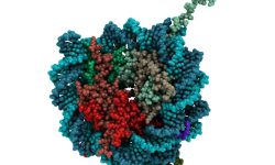 Estructura molecular de un nucleosoma, unidad básica de la cromatina, formado por 8 subunidades de proteínas histonas rodeadas por un fragmento de ADN. Imagen: Protein Data Base- 1AOI, visualizada con QuteMol (http://qutemol.sourceforge.net).