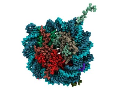 Estructura molecular de un nucleosoma, unidad básica de la cromatina, formado por 8 subunidades de proteínas histonas rodeadas por un fragmento de ADN. Imagen: Protein Data Base- 1AOI, visualizada con QuteMol (http://qutemol.sourceforge.net).