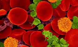 Los diferentes tipos de células de la sangre derivan de las células madre hematopoyéticas y progenitoras sanguíneas. Dennis Kunkel. Microscopy, Inc. (NIH Image and Video Gallery).