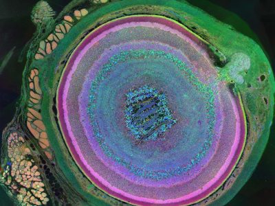 Complejidad de la estructura del ojo en mamíferos. Cada color representa un tipo celular diferente. Imagen: Bryan William Jones and Robert E. Marc, University of Utah