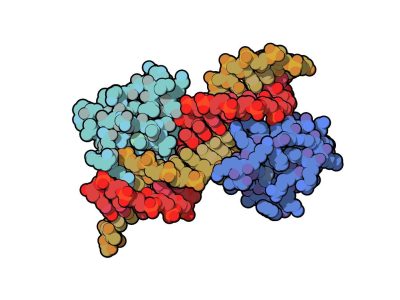 Proteínas teloméricas interaccionando con el ADN. Imagen:  Imagen: Protein Data Base- 1W0T, visualizada con QuteMol (http://qutemol.sourceforge.net).