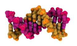 Las nuevas herramientas CRISPR modifican el ADN o ARN sin introducir roturas en la molécula de ácido nucléico. Imagen: ADN: Protein Database 1bna.