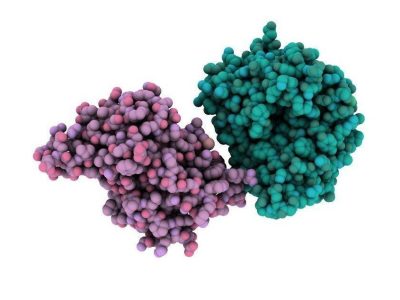 Estructura de la anhidrasa carbónica CA-VA. Imagen: Protein Data Base- 1DMX, visualizada con QuteMol (http://qutemol.sourceforge.net).