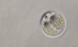 Embrión de ratón de dos células. Imagen: Riemenschneider, CC BY-SA 4.0 , via Wikimedia Commons