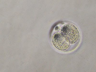 Embrión de ratón de dos células. Imagen: Riemenschneider, CC BY-SA 4.0 , via Wikimedia Commons
