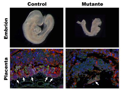 Comparación de un embrión de ratón control con su placenta correspondiente  con un embrion mutante del gen Nubpl y su placenta asociada en el  dia E9.5 de desarrollo (momento en el embrion mutante muere).