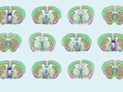 Los científicos midieron 500 genes en el cerebro de ratón para revelar la compleja distribución de los tipos celulares y elaborar un mapa del cerebro. Imagen: Yao/van Velthoven/Zeng, Allen Institute.